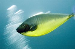 Fast Fish! Maldives 2006. by Chris Wildblood 